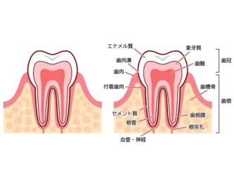 歯の断面